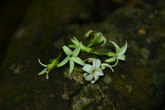 Jasminanthes mucronata