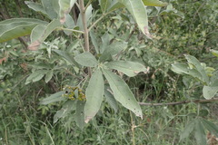 Vitex zeyheri