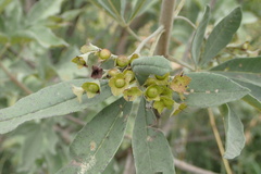 Vitex zeyheri