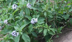 Heliotropium arborescens