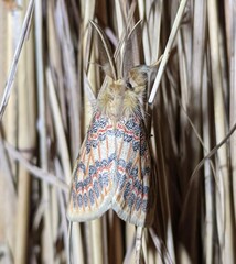 Lymantriinae