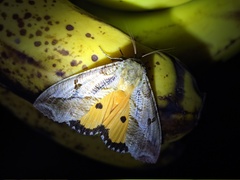 Eudocima materna