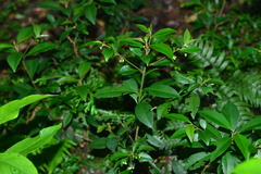 Ardisia chinensis