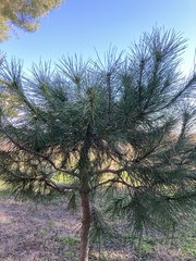 Pinus pinea