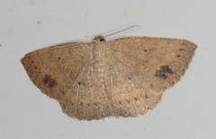 Casbia melanops