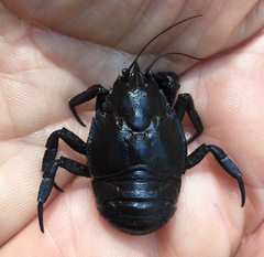 Aegla concepcionensis