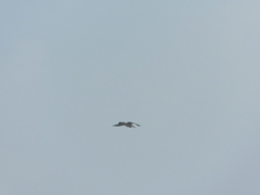 Pelecanus philippensis