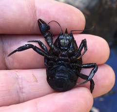 Aegla concepcionensis