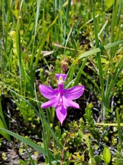 Calopogon tuberosus