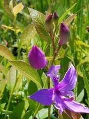 Calopogon tuberosus
