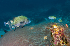 Plectorhinchus chaetodonoides