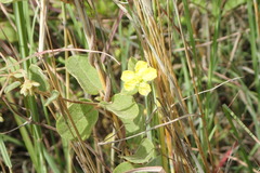 Sphedamnocarpus pruriens