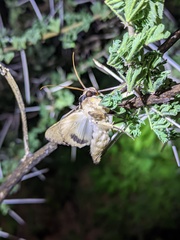 Sphingomorpha chlorea