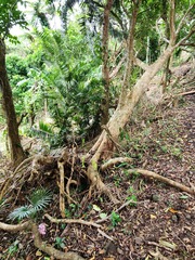 Calamus siphonospathus sublaevis