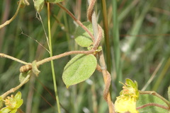 Sphedamnocarpus pruriens