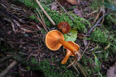Hygrophoropsis rufa