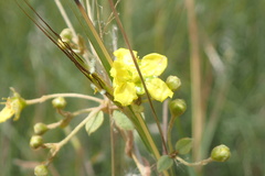 Sphedamnocarpus pruriens