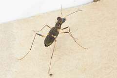 Distipsidera sericea