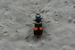 Anthocomus fasciatus