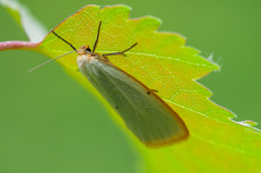 Cybosia mesomella