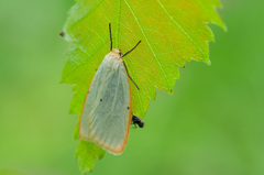 Cybosia mesomella