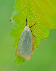 Cybosia mesomella