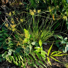 Cyperus bulbosus