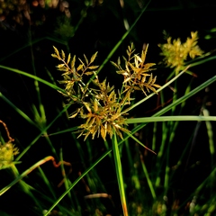 Cyperus bulbosus