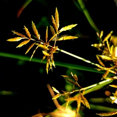 Cyperus bulbosus