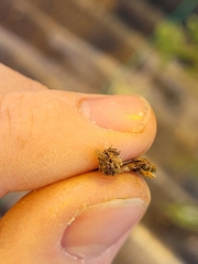 Argyresthia thuiella
