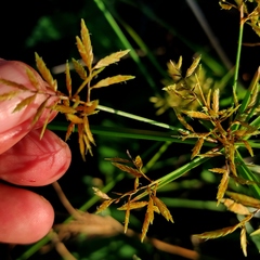 Cyperus bulbosus