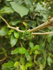 Pisphondylia brasiliensis