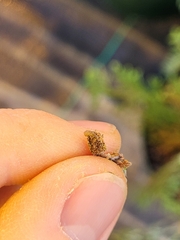 Argyresthia thuiella