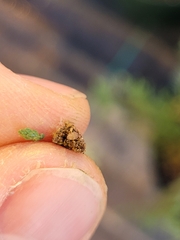 Argyresthia thuiella
