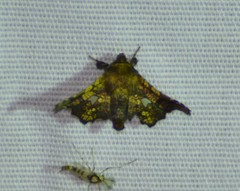 Dysodia granulata