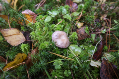 Cortinarius camphoratus