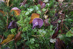 Cortinarius camphoratus