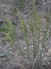 Poa sphondylodes