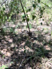 Chiomara asychis