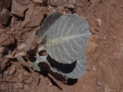 Asclepias nummularia
