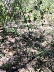 Chiomara asychis