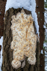 Rigidoporus corticola