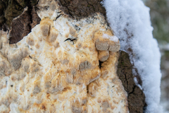 Rigidoporus corticola