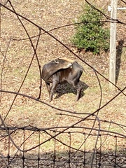 Cephalophus silvicultor