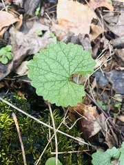 Glechoma hederacea