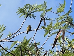 Icterus