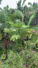 Cecropia obtusifolia