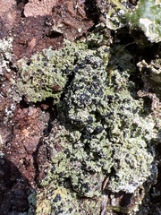 Bacidia schweinitzii