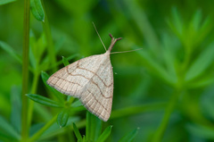Polypogon tentacularia