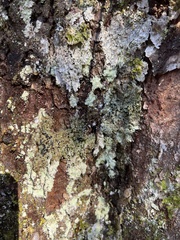 Bacidia schweinitzii